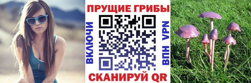 Купить  Кулебаки  Галлюциногенные грибы Cubensis 